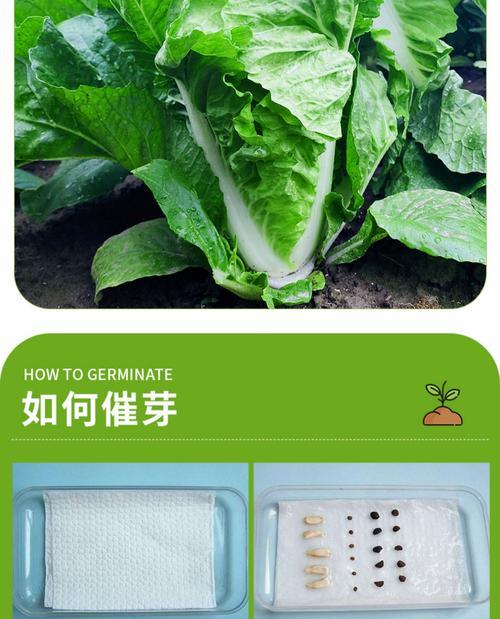 小白菜催芽会怎么样？催芽过程中的常见问题解答