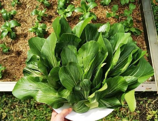 小白菜催芽会怎么样？催芽过程中的常见问题解答