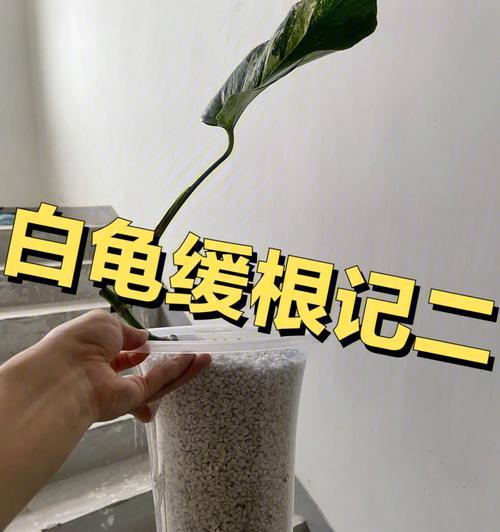 白龟修剪枝叶的最佳方法是什么？修剪后如何护理？