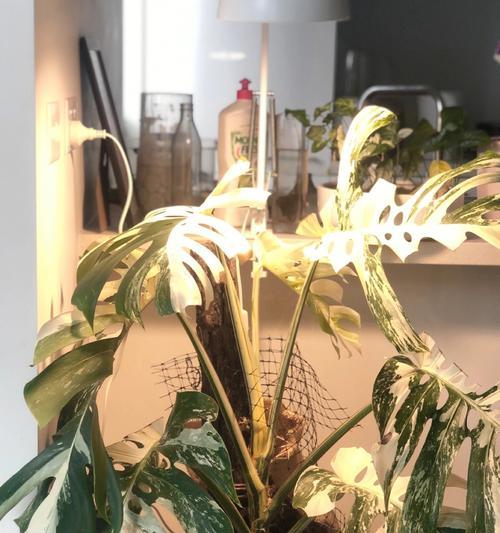 白龟修剪枝叶的最佳方法是什么？修剪后如何护理？