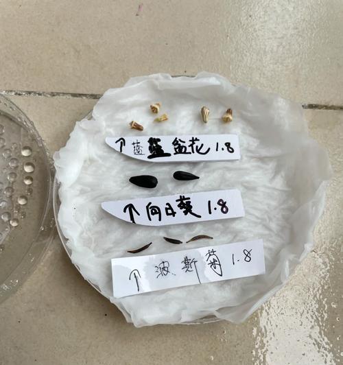 洋蒜种子夏天催芽方法是什么？需要多长时间才能发芽？