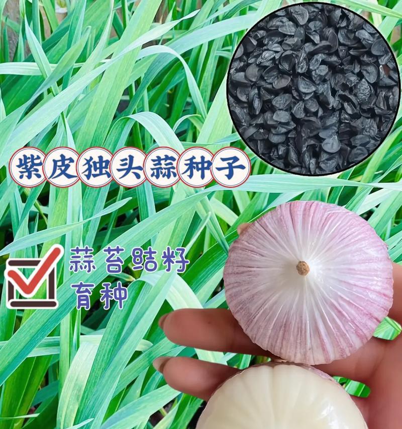 洋蒜种子夏天催芽方法是什么？需要多长时间才能发芽？