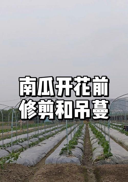 南瓜修剪枝条的最佳时机是什么时候？如何正确进行修剪？