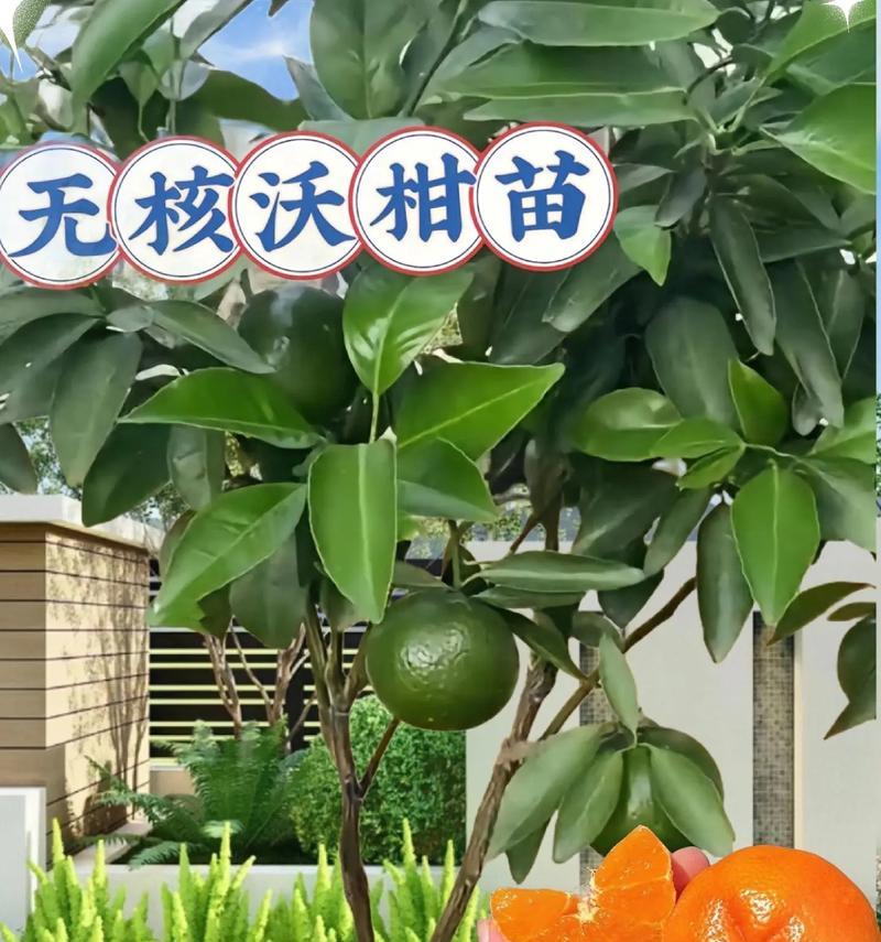 橘子核子怎么种植方法？步骤和注意事项是什么？