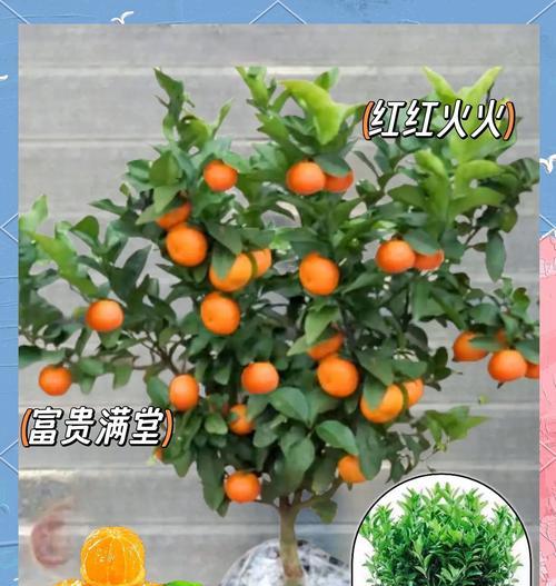 橘子核子怎么种植方法？步骤和注意事项是什么？