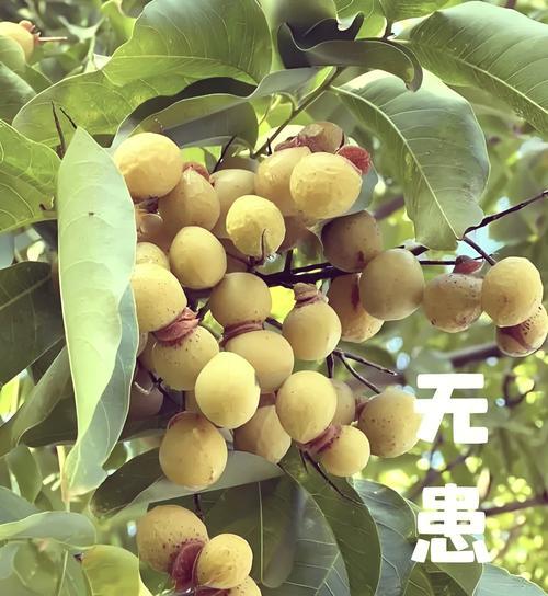 无患子种子催芽技巧是什么？如何加速其发芽过程？