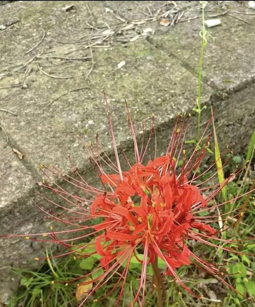 曼陀罗华的花语是什么？如何正确解读其含义？