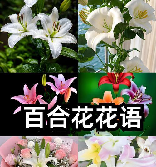 百合花的花语是什么？不同颜色的百合花代表什么含义？