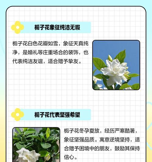 栀子花象征什么？作为礼物时代表什么含义？