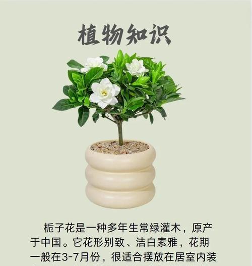 栀子花象征什么？作为礼物时代表什么含义？