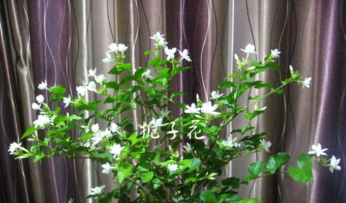 栀子花象征什么？作为礼物时代表什么含义？