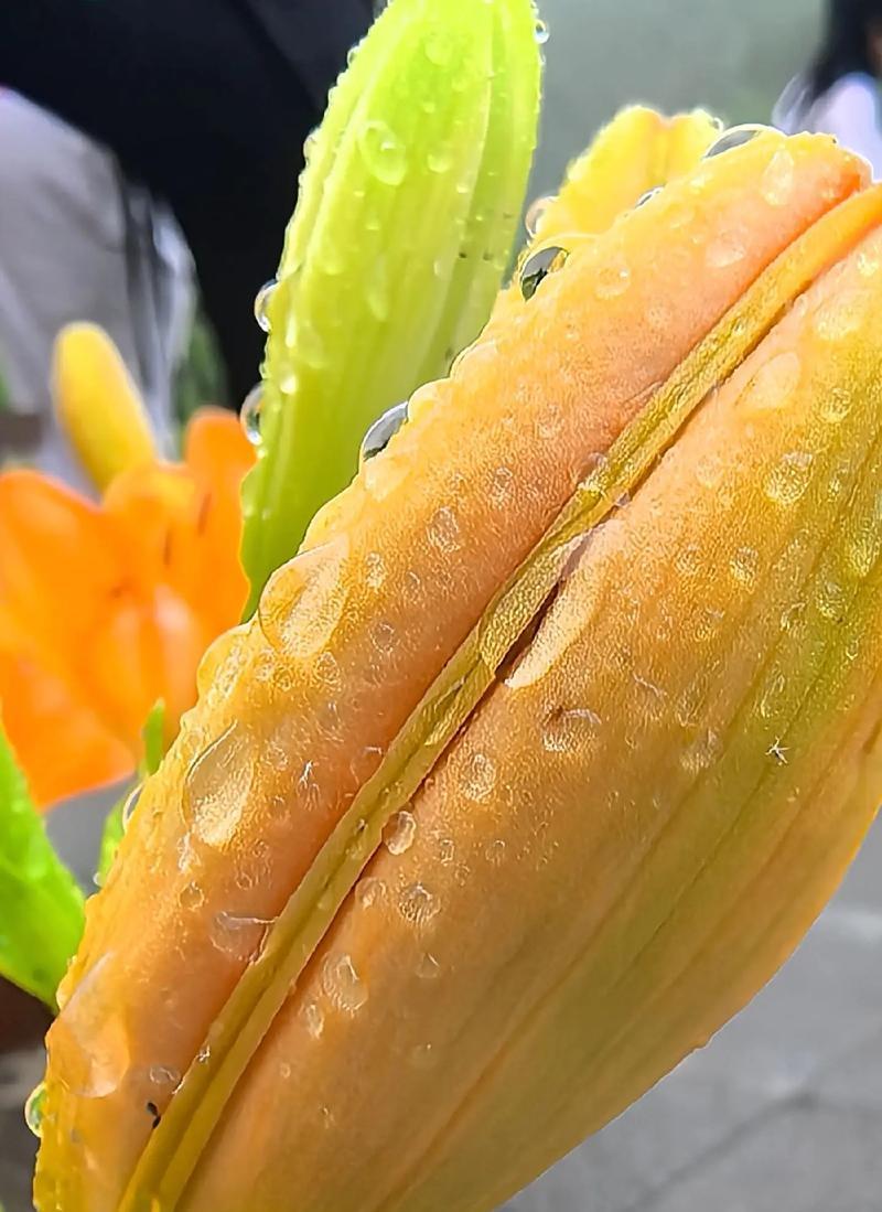 什么花代表健康？了解健康花语的花有哪些？