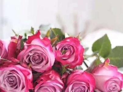 紫香送玫瑰花代表什么含义？如何正确解读紫香玫瑰的花语？