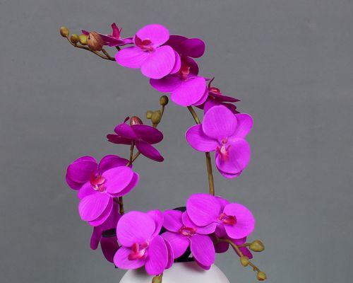 紫色的花摆件象征意义是什么？购买时应注意哪些细节？