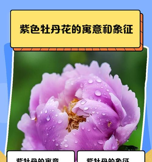 紫色的花摆件象征意义是什么？购买时应注意哪些细节？
