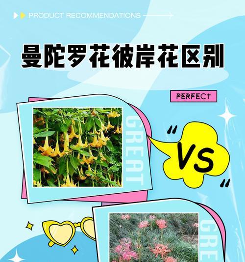 曼陀罗花象征着什么？其神秘含义有哪些？