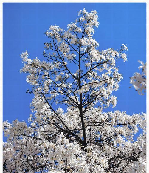 象征真爱永恒的花朵是什么花？揭秘永恒之花的神秘含义？