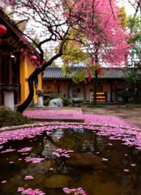 落红象征着什么花？落红的花语和含义是什么？