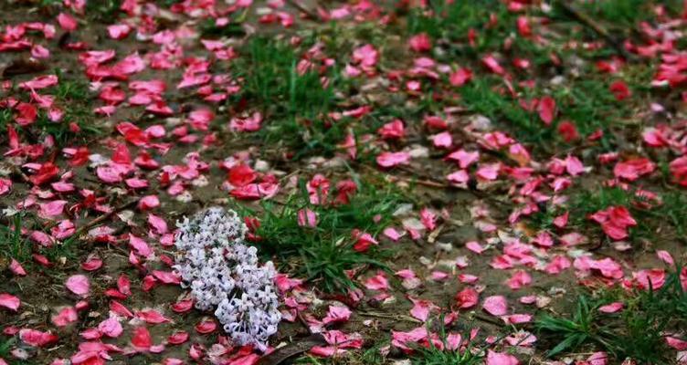 落红象征着什么花？落红的花语和含义是什么？