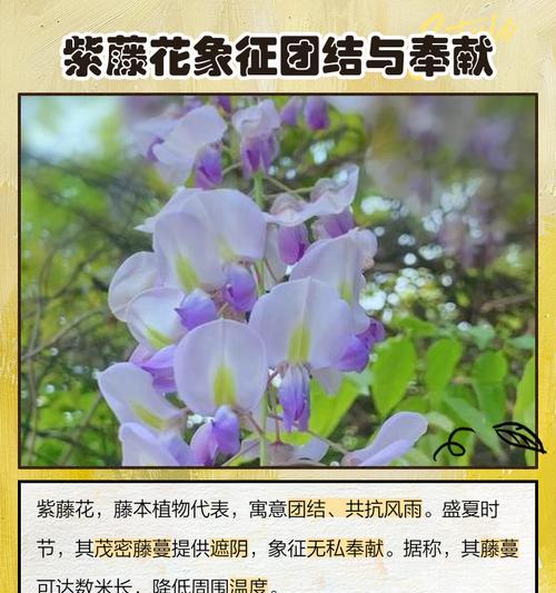 10种花的寓意与象征是什么？每种花背后的故事和意义是什么？