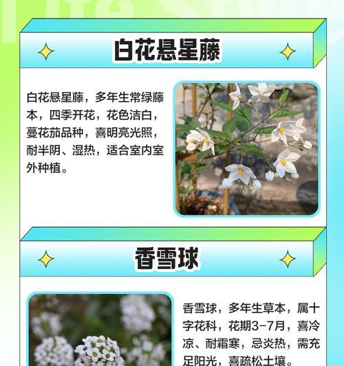 悬星花代表什么？悬星花的寓意和象征意义是什么？