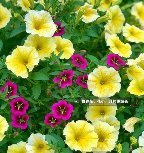 悬星花代表什么？悬星花的寓意和象征意义是什么？