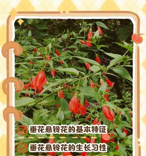 悬星花代表什么？悬星花的寓意和象征意义是什么？