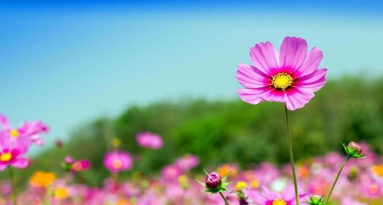 象征勇敢摆脱束缚的花是什么花？这种花的花语有哪些含义？