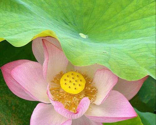 象征回心转意的花是什么花？如何用花语表达歉意？