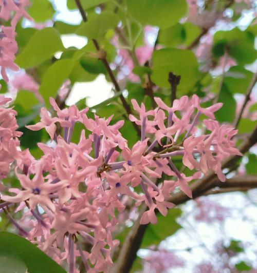 六月象征的花是什么？六月有哪些花代表特定意义？