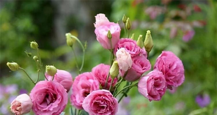 六月象征的花是什么？六月有哪些花代表特定意义？