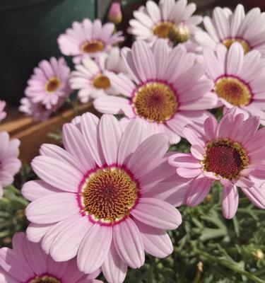六月象征的花是什么？六月有哪些花代表特定意义？