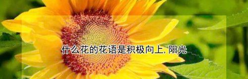 阳光花卉花语是什么？如何解读阳光花卉的象征意义？