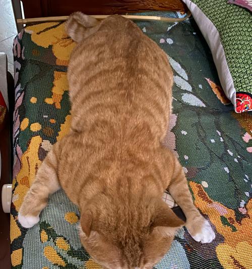 猫生三花的寓意和象征是什么？三花猫的特殊含义有哪些？