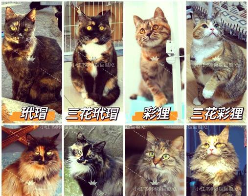 猫生三花的寓意和象征是什么？三花猫的特殊含义有哪些？