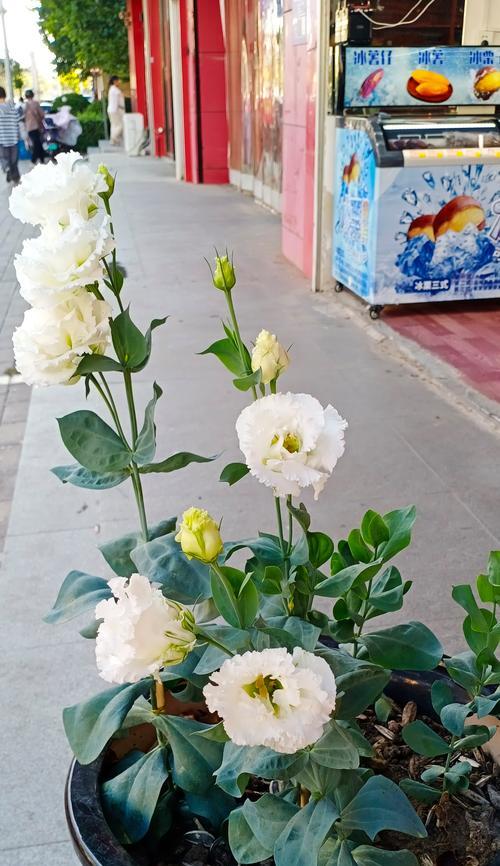 洋桔梗花语是什么意思？如何正确解读洋桔梗的花语寓意？