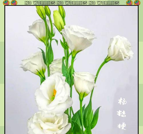 洋桔梗花语是什么意思？如何正确解读洋桔梗的花语寓意？