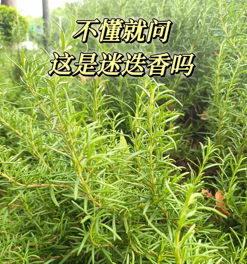迷迭香花语是什么？它的象征意义有哪些？