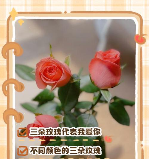开花大朵玫瑰花的寓意是什么？如何挑选寓意丰富的玫瑰花？
