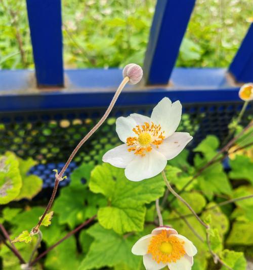象征善良优雅高贵的花是什么？哪种花最能代表这些品质？
