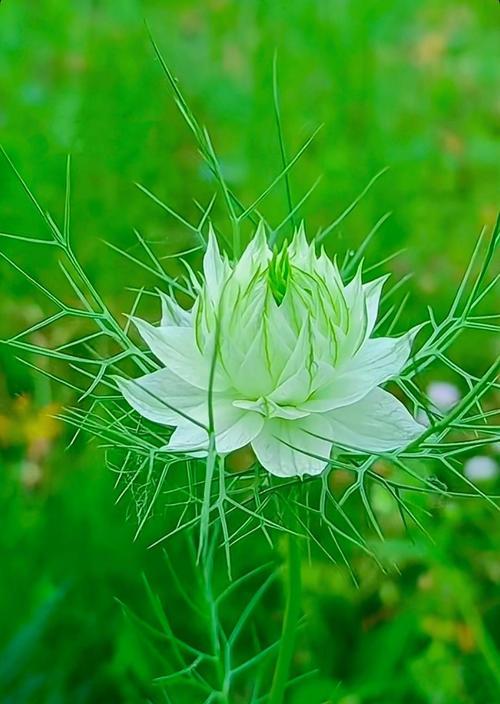 思念平静的花语是什么？如何表达内心的宁静与思念？