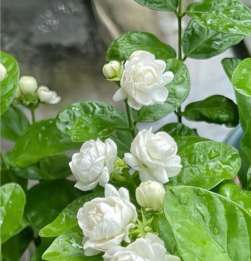象征友情万岁的花是什么？这种花的花语有哪些含义？