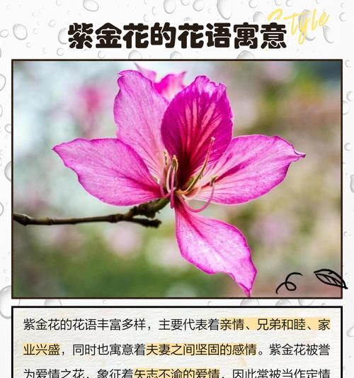 紫荆花象征着什么？紫荆花的寓意有哪些？