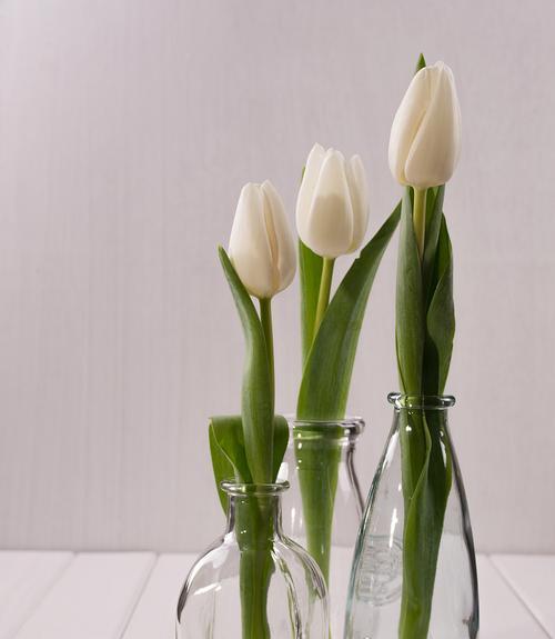 百合花插在枪筒上的花象征什么？这种组合有何深层含义？