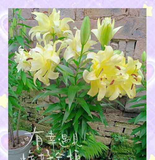 百合花插在枪筒上的花象征什么？这种组合有何深层含义？