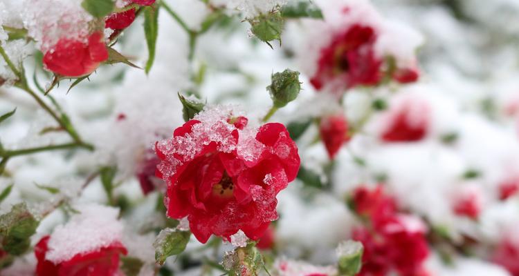 雪做花的寓意和象征是什么？如何理解雪的花语？
