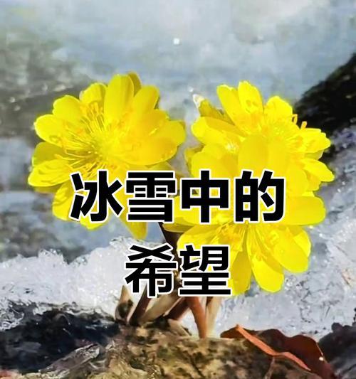 雪做花的寓意和象征是什么？如何理解雪的花语？