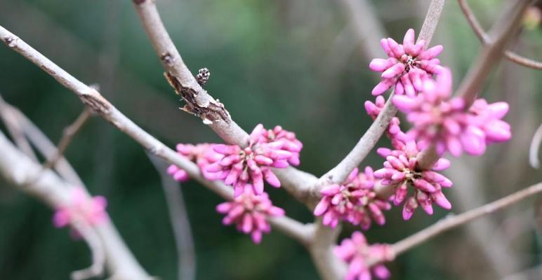 揭秘：痦子象征意义的花是什么？它代表了哪些花语？