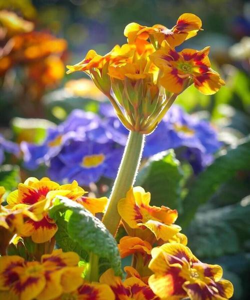 揭秘：痦子象征意义的花是什么？它代表了哪些花语？