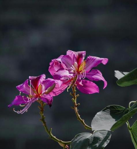 揭秘：痦子象征意义的花是什么？它代表了哪些花语？